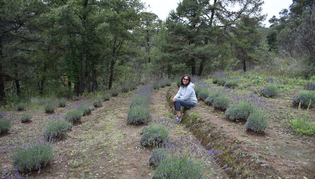 I campi di lavanda del Messico