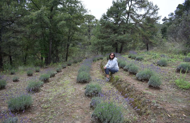Champs de lavande, Hacienda de Chautla et Val'Quirico - Photo 3