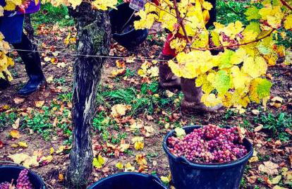 Schwalmala Logement calme au coeur du vignoble - Foto 32