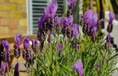 May Cottage - Heart of Vibrant Village & 10 mins Walk to Beach - Photo 5