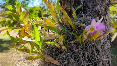 Sítio Jaboticatubas - Foto 5