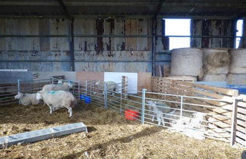 Bran Goesgoch - Foto 15