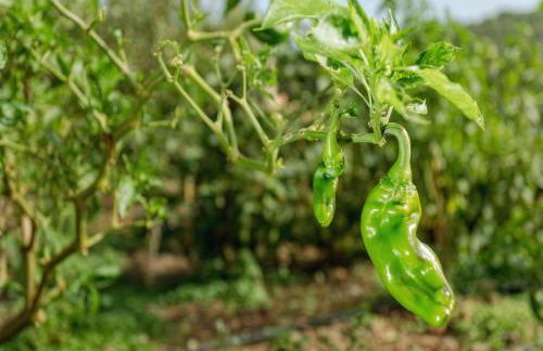 Clelia Case Vista Mare - Foto 40