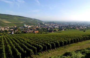 Terrasses du Zimmerberg - Photo 21