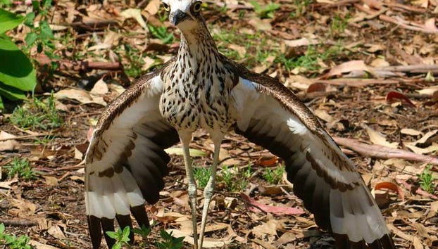 Descubriremos a fauna de Golden Cost