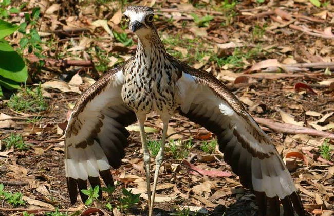 Escursione al Parco Nazionale Springbrook + Avvistamento di canguri - Foto 3