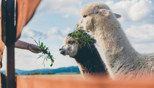 Agroturystyka Nad Łąkami - Foto 4