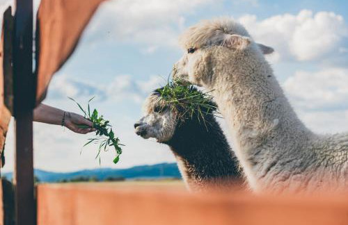 Agroturystyka Nad Łąkami - Foto 4