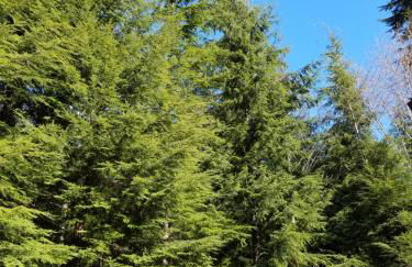 A Relaxing Getaway SolDuc 1 - Foto 29