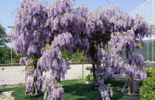 Agriturismo L'Acero Rosso - Foto 55