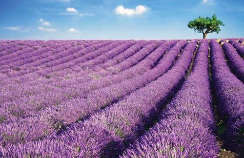 Modern 3 2 two Kings hot tub Fire pit 16min to Wine Trail Nearby Pickleball Courts Pools - Foto 149