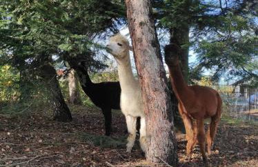 Dworek pod Liwoczem - Foto 45