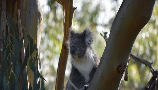 Phillip Island Wildlife and Penguin Parade - Full-Day Tour - Photo 3