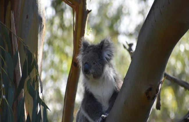 Phillip Island Wildlife and Penguin Parade - Full-Day Tour - Photo 3