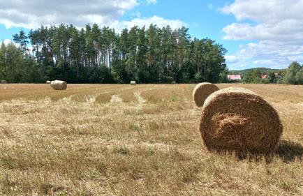 Widny Jaś zaprasza z psem nad jezioro na Kaszubach - Foto 48