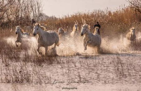 Mas Du Pont Rouge - Foto 5