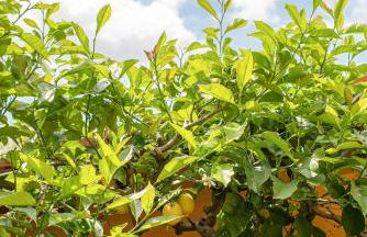 Pace e Relax, Wonderful Villa, Versilia sea view - Foto 31