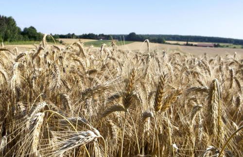 Hof am Horn - Fewos in der Natur - Foto 7