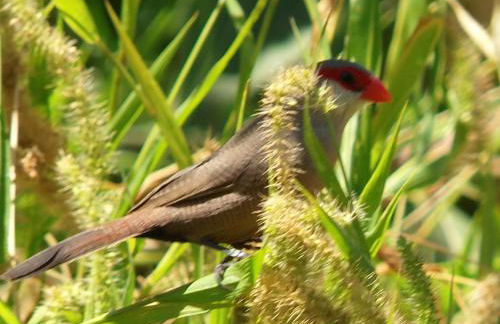 Ninho Da Poupa - Foto 50