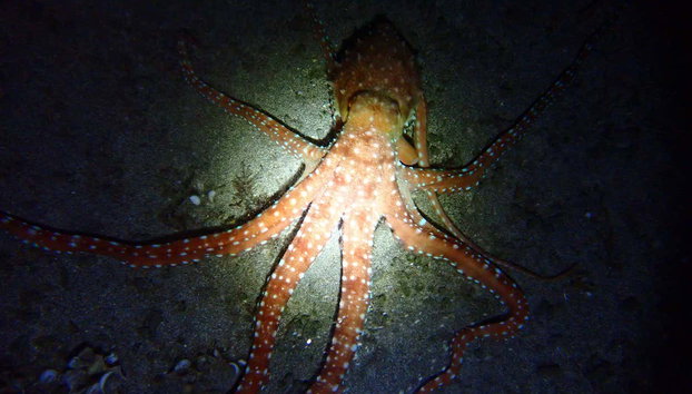 Snorkel nocturno en Porto Santo - Foto 3, Las linternas subacuáticas nos facilitarán este snorkel nocturno