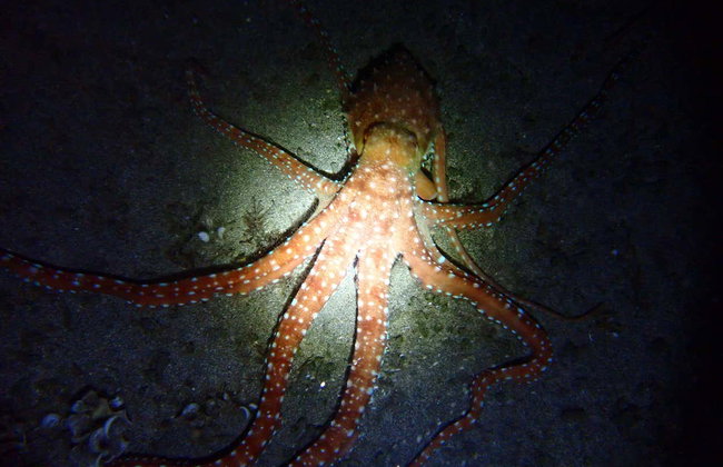 Snorkeling notturno nella spiaggia di Porto dos Frades - Foto 3
