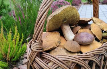 Domek Bory Tucholskie laso przestrzeń - Foto 19