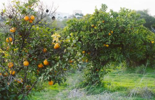 JB - Monte João Moleiro With Shared Pull - Photo 1