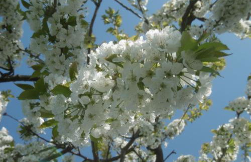 Oderbruchhütte - Photo 35