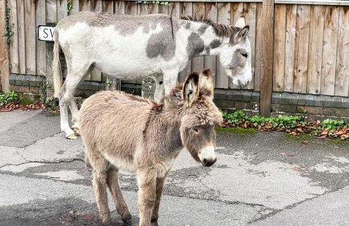 Forest Acorn - Foto 25