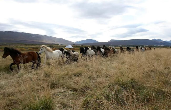 Finnsstaðir - Foto 5