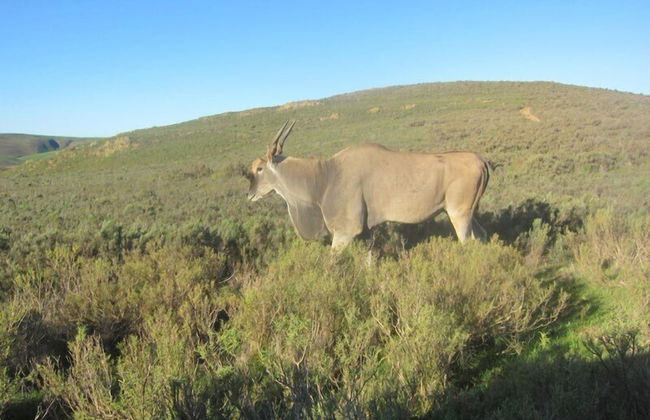 Swaynekloof Farm - Photo 46