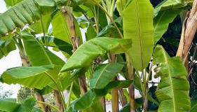 Casa con vistas al mar y piscina privada - Foto 3, Garden