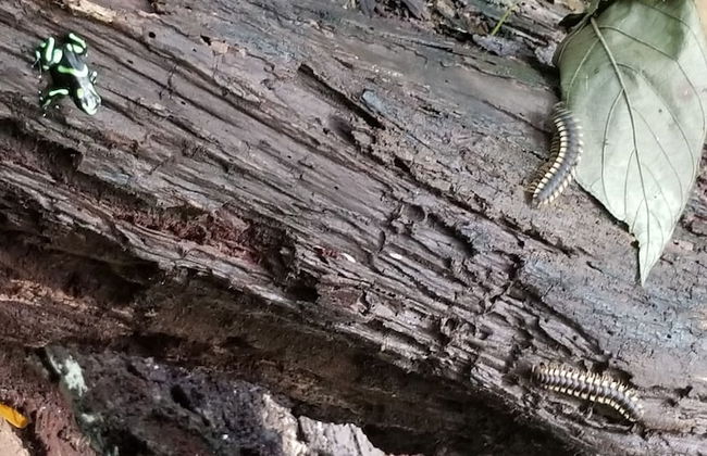 Jaco-carara 3 Bdrm Surrounded by Rainforest With Private Pool - Foto 40