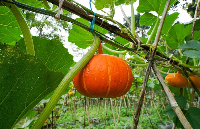 OYO Homes 91006 Eco Tourism Desa Cibodas Areng 5 Syariah - Photo 46