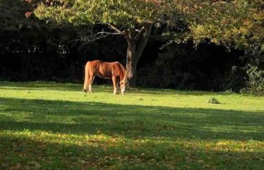 The Paddocks - Photo 22