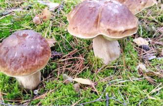 Holiday Home Itzinger by Interhome - Foto 33