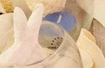 “L’alcova delle Sirene” - Foto 31