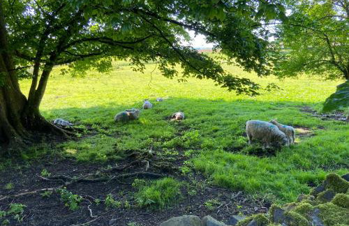 Barnhaven, beautiful converted coach house in National Park - Foto 13