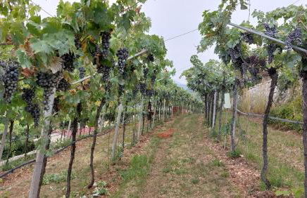 Azienda Agrituristica Corteforte - Foto 74