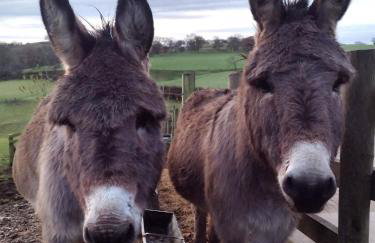 The Shire Luxury Converted Horse Lorry with private hot tub Cyfie Farm - Foto 20