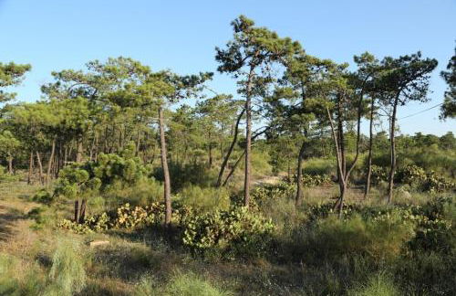 Casa da Retur-Praia do Cabeco-Algarve-Castro Marim - Photo 28
