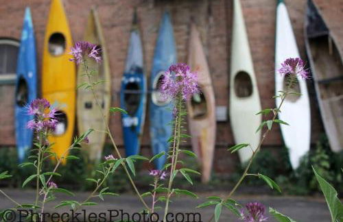 Sunny Downtown Condo above the Coffee Shop - Foto 19