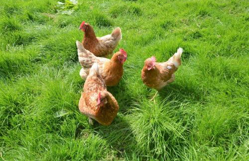 2 Bed in Wrexham oc-76399 - Foto 62