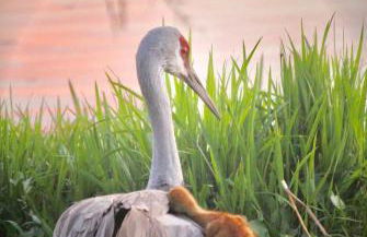 Larkin's Corner Salt Springs Resort Cottage 10 - Foto 3