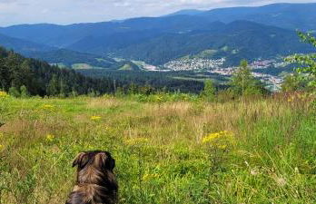 Ferienwohnungen Höflehof - Foto 7