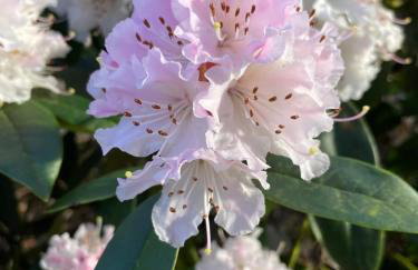 Loughview Lodge - Foto 42