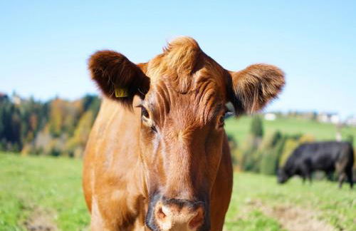 Ferienwohnungen Berger - Foto 9