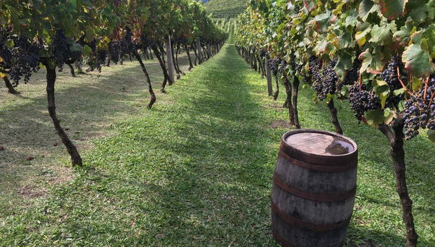 Viñedos de Bento Gonçalves
