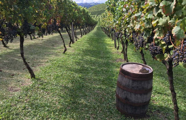 Tour de la inmigración italiana - Foto 4