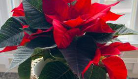 Apartament Azzurro - Old Town - Foto 3